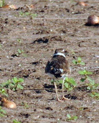 67uvalde 095killdeer.jpg