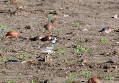 67uvalde 098killdeer.jpg