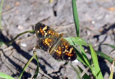 67uvalde 126phaon.jpg