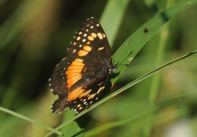 67uvalde bordered.jpg