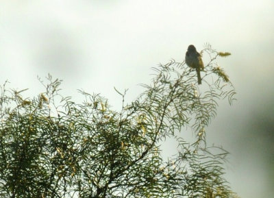 68ccc 028blackthroated.jpg
