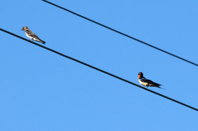 68ccc 083swallow.jpg