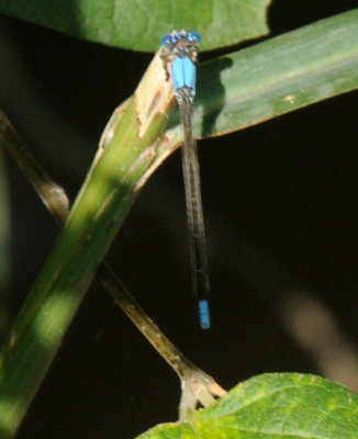 68ccc 098bluefronted.jpg