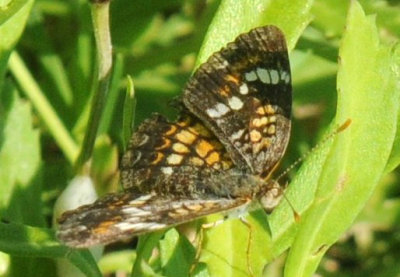 68ccc 099phaon.jpg