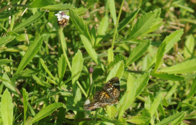 68ccc 099phaonFrog.jpg