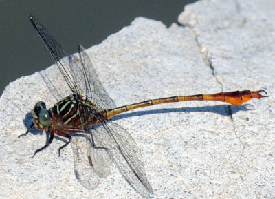 68ccc 108broadstriped.jpg