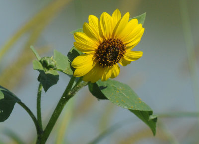 68ccc 114sun.jpg