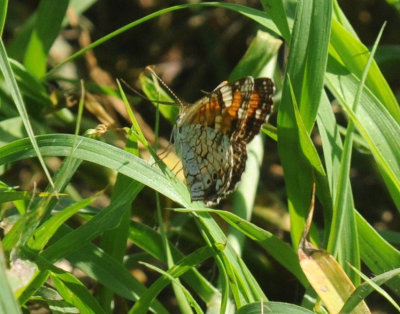 68ccc 116phaon.jpg