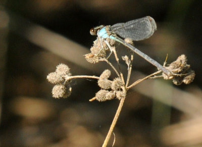 68ccc 121lbluefronted.jpg