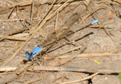 68ccc 129blueringed.jpg
