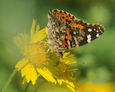 68ccc 153paintedlady.jpg