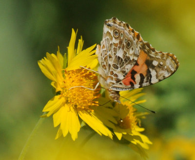 68ccc 156paintedlady.jpg