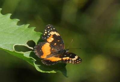 68ccc 162bordered.jpg