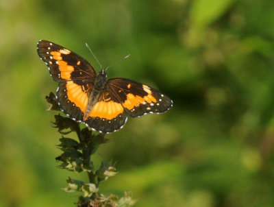 68ccc 174bordered.jpg