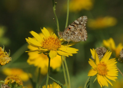 69cooks 080paintedLady.jpg