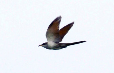 612ooks 027yellowbilled.jpg