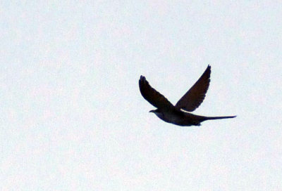 612ooks 031yellowbilled.jpg