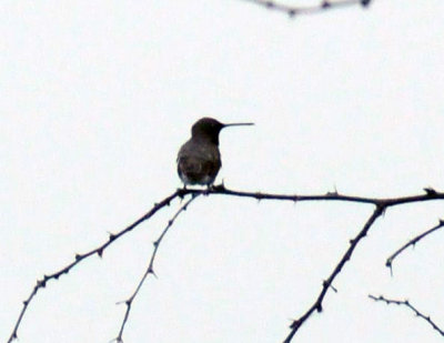612ooks 037blackchinned.jpg