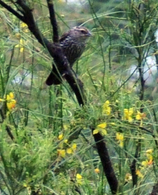 612ooks 034redwinged.jpg