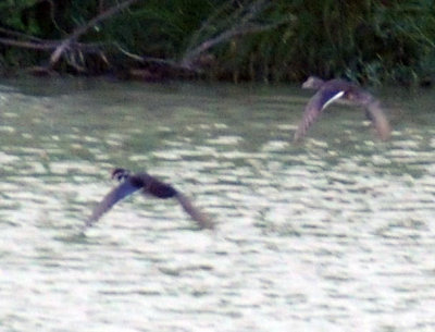 612ooks 051woodies.jpg
