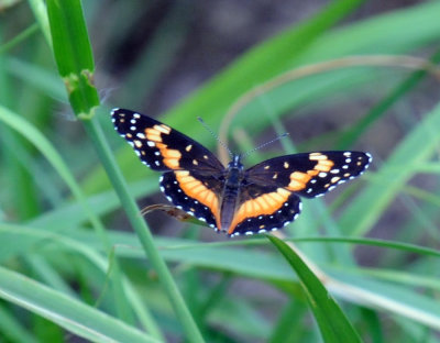 612ooks 058bordered.jpg