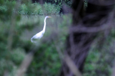 612ooks 063greategret.jpg