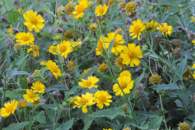 612ooks 079cowpen.jpg