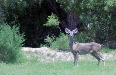 612uv2 008whitetail.jpg