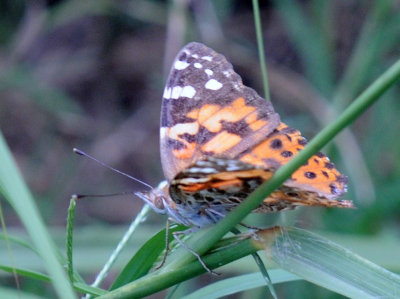 612uv2 014paintedlady.jpg