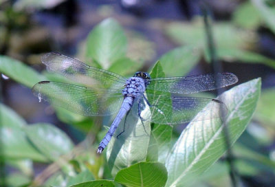 612uv2 019easternpond.jpg