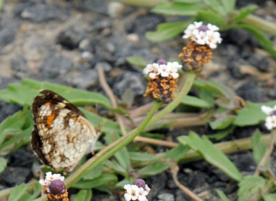613cooks 013phaon.jpg