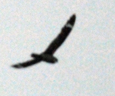613lesser 010lesser.jpg