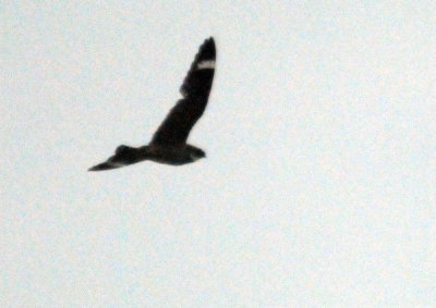 613lesser 017lesser.jpg
