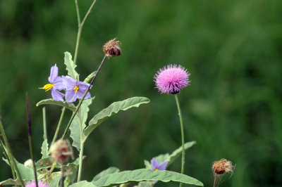 614cooks 022flowers.jpg