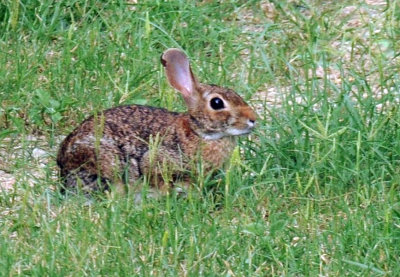 614cooks 040bunny.jpg