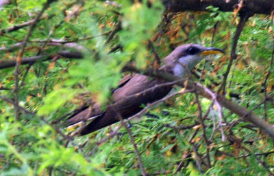 614cooks 122yellowbilled.jpg