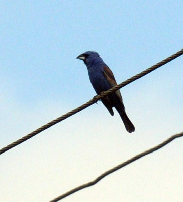 619ooks 004bluegrosbeak.jpg