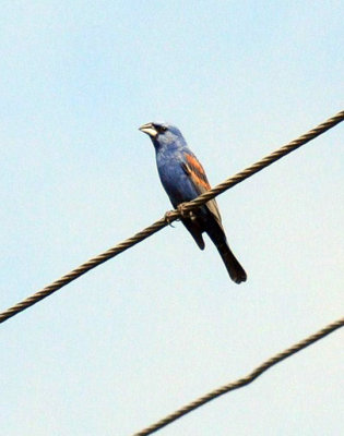619ooks 006bluegrosbeak.jpg