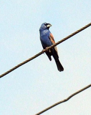 619ooks 010bluegrosbeak.jpg