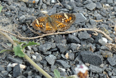 619ooks 019phaon.jpg