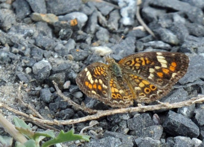 619ooks 020phaon.jpg