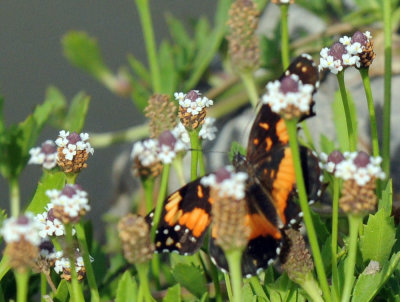 619ooks 025bordered.jpg