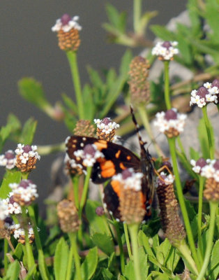 619ooks 027bordered.jpg