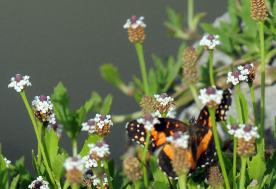 619ooks 028bordered.jpg
