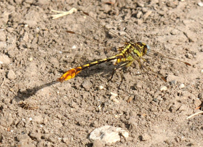 619ooks 041sulphurtip.jpg