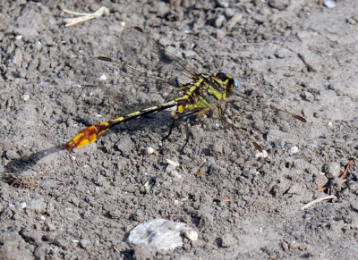 619ooks 042sulphurtipped.jpg