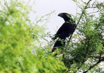 619ooks 045ani.jpg