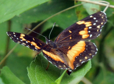 619ooks 062bordered.jpg