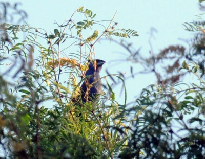 621cooks 008bluegrosbeak.jpg