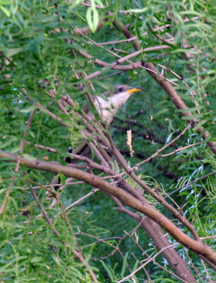 621cooks 038yellowbilled.jpg